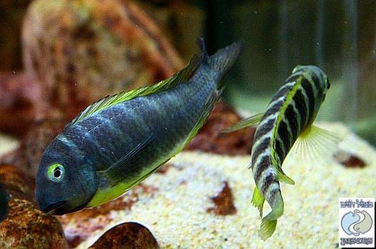 Tropheus brichardi 'Ujiji'